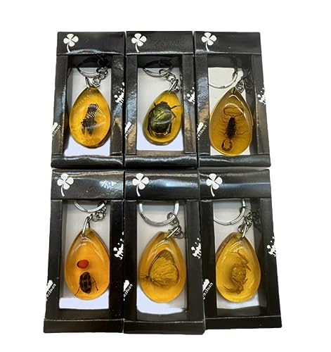 Image of 6Pcs Amber Fossil Keychain Set - Insect Specimen Necklace, Home Decor Collectible, Oval Pendant, Scientific Education Gift