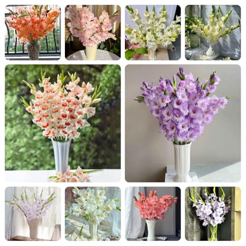 Bulbos de gladiolos, perennes resistentes plantas de balcón, plantas de exterior Maceta de bonsái, plantas de jardín, decoración de salón. Plantas resistentes para exterior, regalos 8pcs