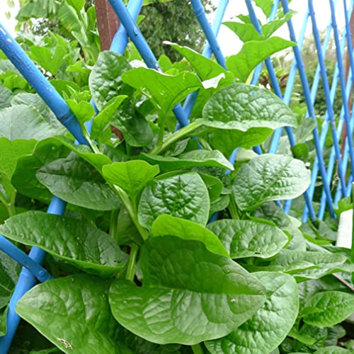 Natura GreenHouse Hybrid High Yield Basella alba, Green Malabar Spinach, Pui Shak. Plant 100 Seeds