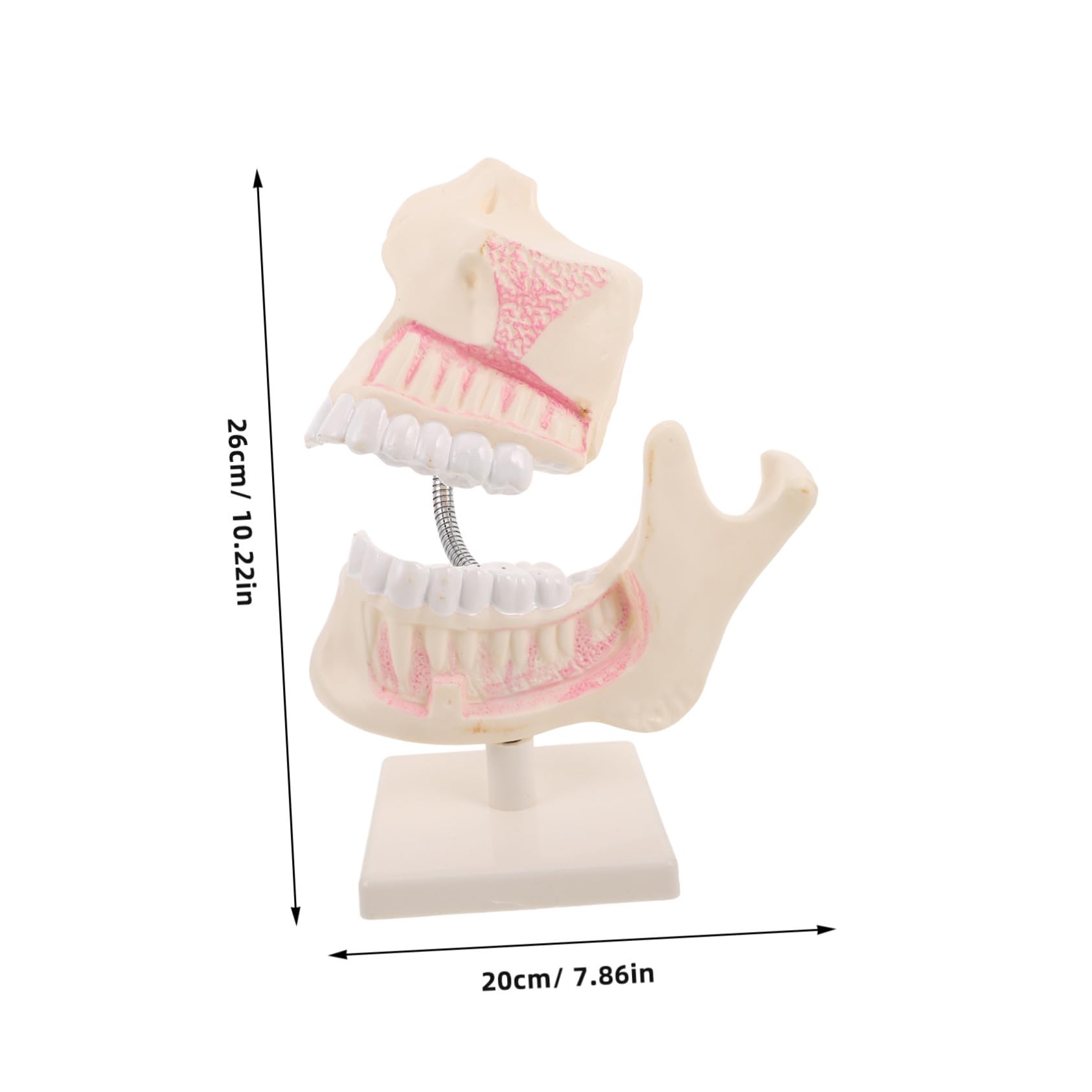 Modello in Plastica per Pratica Odontoiatrica Rappresentazione Anatomica Accurata Modello di Studio per Studenti e Tecnici Strumento Didattico per Esami e Insegnamento