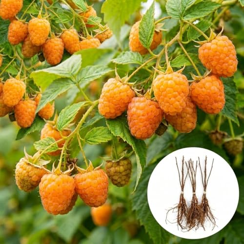 3 Golden Raspberry Plants Live Fruit Bush (Rubus idaeus) Sweet Yellow Heirloom Raspberries High Yield Berry Plant for Outdoor Gardens - Easy to Grow Delicious Fruit