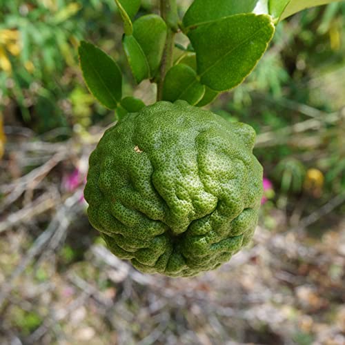 Kaffir Lime Seeds Citrus Hystrix Fragrant Used In Cooking Distinct Citrusy Aroma Ornamental Garden Patio Outdoor 55Pcs Fruit Tree Seeds By Yegaol Garden #TOP2