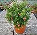 American Plant Exchange Dwarf Pomegranate Bush Indoor/Outdoor Air Purifier Live Plant, 6
