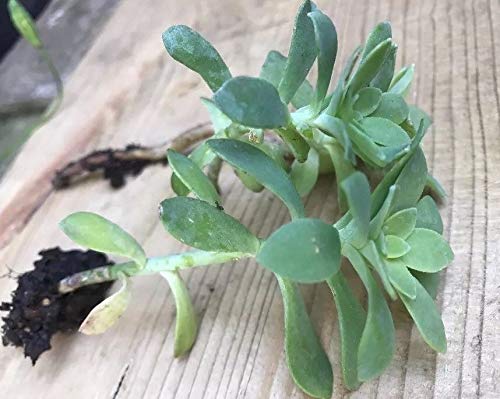 Portal Cool 2 Suculenta Radikat - Messicano Sedum Palmeri Esterna 4-6