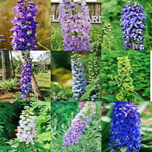 100pcs Delphinium Seeds Tall Perennial Flower, Pollinator Friendly, Cut Flower & Ornamental Garden Plant for Borders, Beds & Patio