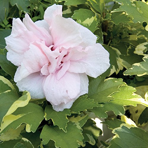 Sugar Tip Rose Of Sharon (Hibiscus) Live Shrub, Light Pink Flowers And Variegated Foliage, 1 Gallon #TOP6