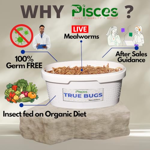 Image of PISCES True Bugs Live Larvae Mealworms 105 Pcs | High Protien Treat Food for All Life Stages Aquarium Fishe Like Arowana,Oscar & Birds,Reptile, Monkey