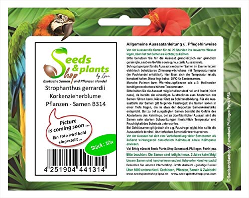 Stk - 10x Strophanthus gerrardii Korkenzieherblume Pflanzen - Samen B314 - Seeds & Plants Shop by Ipsa Stk - 10x Strophanthus gerrardii Korkenzieherblume Pflanzen - Samen B314 - Seeds & Plants Shop by Ipsa
