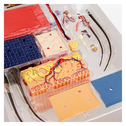 Modelo de piel humana 4D anatomico desmontable con 19 partes 5