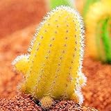 Luojuny Semillas de cactus, 50 piezas/bolsa Semillas de cactus Mini fácil de cultivar Semillas de bonsái de escritorio amarillas para balcón Semillas de cactus