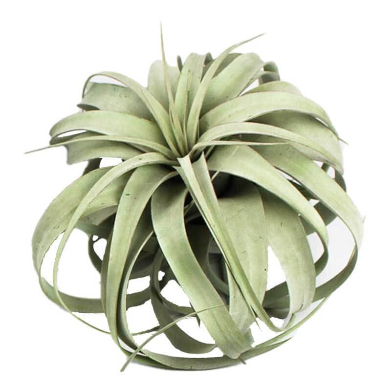 1 x Air Plant Tillandsia Xerographica 1 Live Plant - King of air Plants