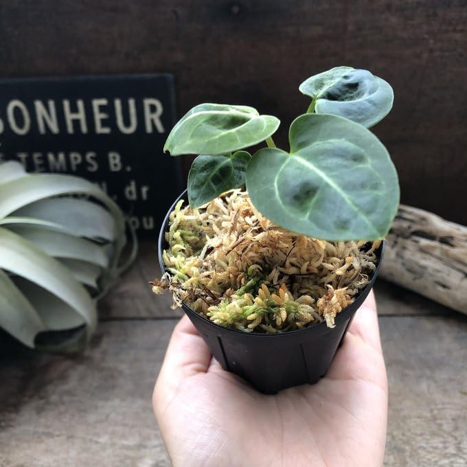 Amazon | アンスリウム レガレ Anthurium 'Regale' 観葉植物 | ノー