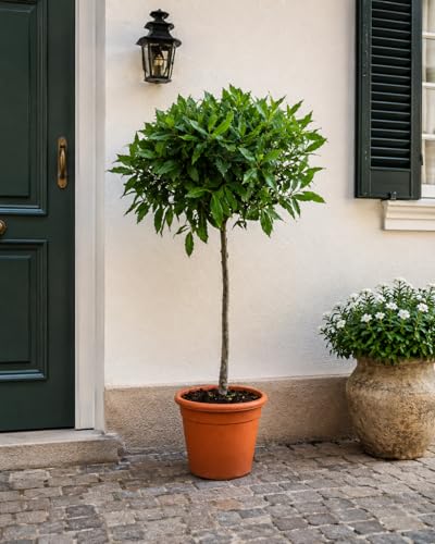 Produktbild Laurus Nobilis Lorbeer Stämmchen 100–120 cm – Mediterrane Kübelpflanze für Balkon und Garten