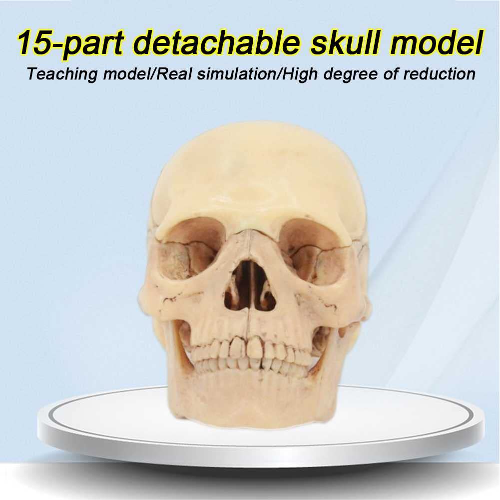 Anatomy Skull Model 1:2 PVC per lo studio, 15 pezzi di montaggio con osso Descrizione manuale, strumento educativo per l'apprendimento anatomico