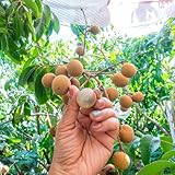 30 piezas semillas de fruta longan, semillas de Dimocarpus, frutas exóticas cama elevada balcón Semillas de regalo para camas elevadas de jardín Plantar semillas de bonsái resistentes