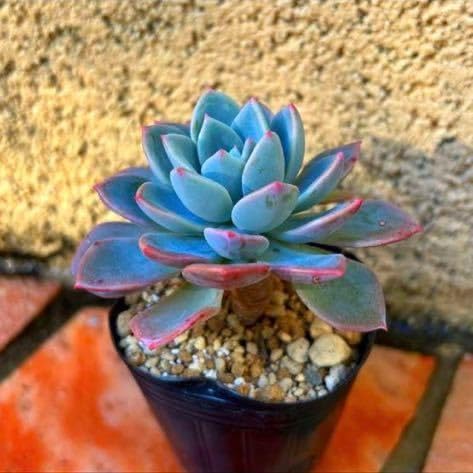 Amazon.co.jp: 多肉植物 ルージュ : ホーム＆キッチン