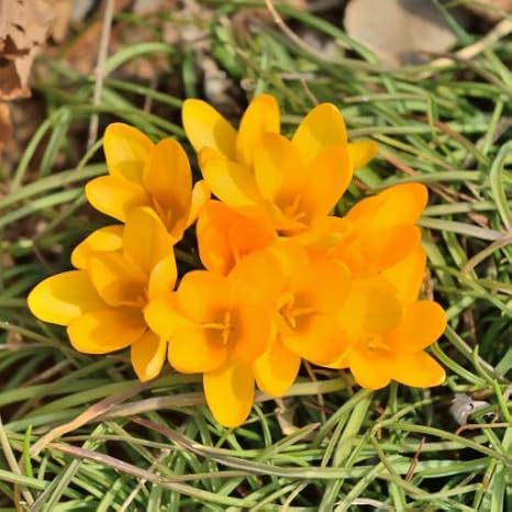 Amazon クロッカス ゴールデンイエロー 10球パック 秋植え 冬植え 春咲き 球根 イングリッシュガーデン 球根 Amazon クロッカス ゴールデンイエロー 10球パック 秋植え 冬植え 春咲き 球根 イングリッシュガーデン 球根