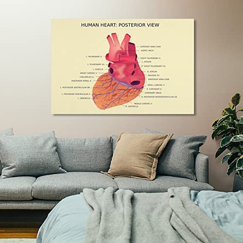 Bji Medical Anatomy Canvas Wall Art Human Heart Posterior View Poster Prints Canvas Art Poster Wall Art Picture Print Modern Art Living Room Decor Posters 08X12Inch(20X30Cm) #TOP6