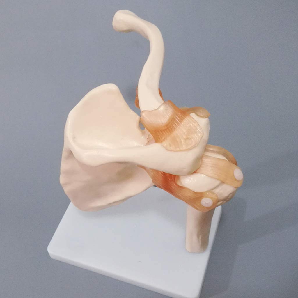 Modèle Ligament Pivot Épaule Naturelle Grande Ceinture Modèle Squelette Humain Modèle D'omoplate Orthopédique Et Matériel Médical, Naturel