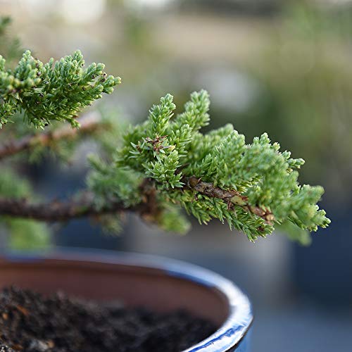 Fertilizante líquido para bonsái Perfect Plants 8 oz miniatura 5