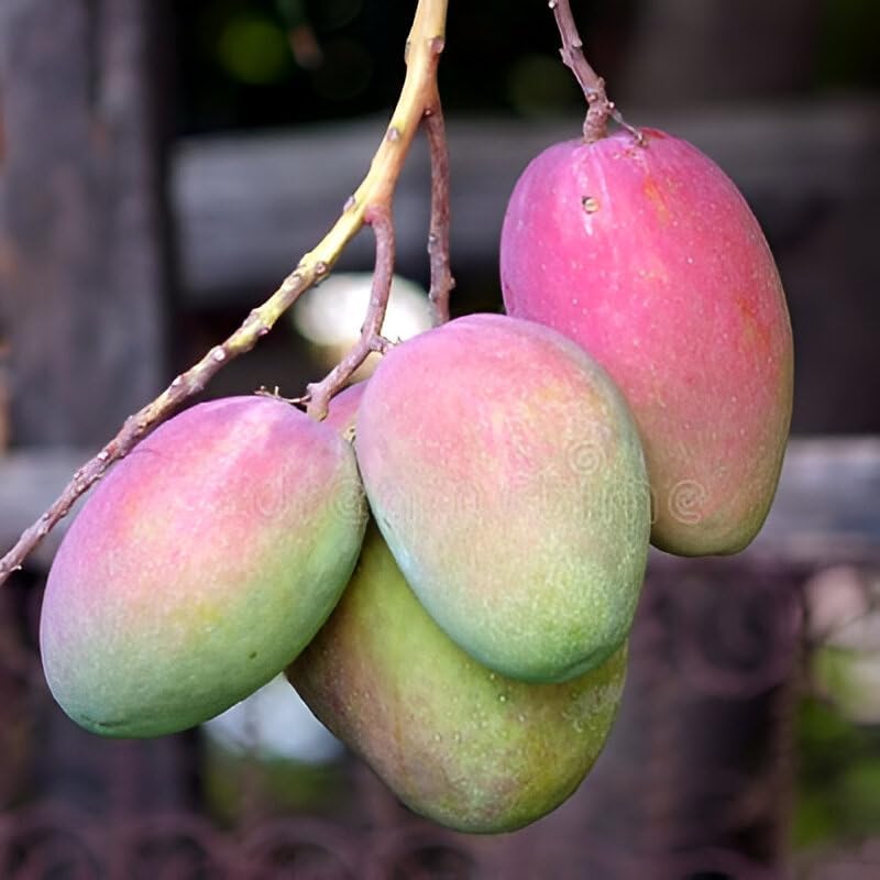 Image of Delicious Testy Grafted Plant Irwin Mango Fruit Tree || For Home Garden fruit tree plant outdoor indoor plant