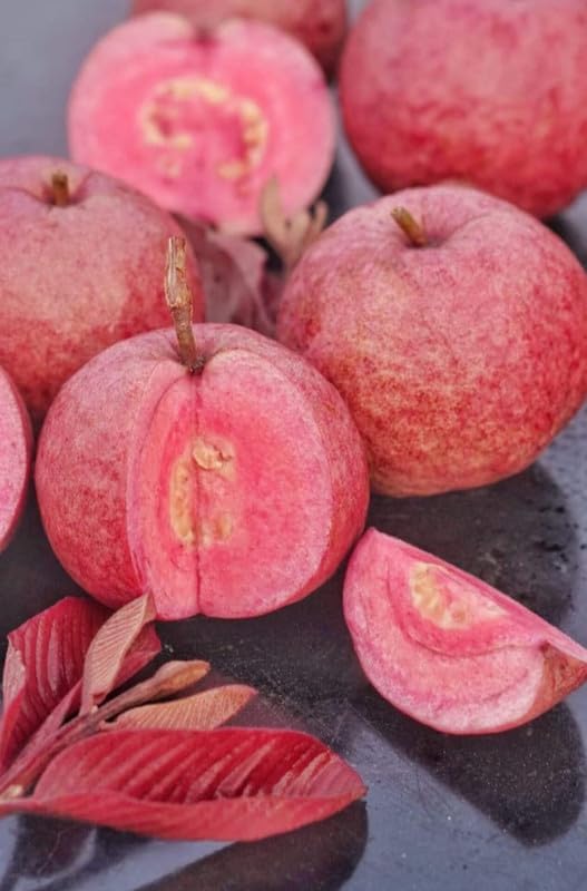 Image of Rare Guava Fruit Plant (Punjab Red Apple, Hybrid) Exotic 1 Fruit Plant,CF SG39