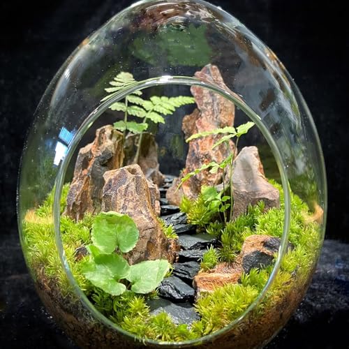 Image of Natural Rocks Dragon Stone 1-2.5 Inches Decorative Rocks for Miniature Terrariums,Fairy Gardens,Bonsai,DIY Crafts, Aquariums Dioramas & Wargaming-1lb