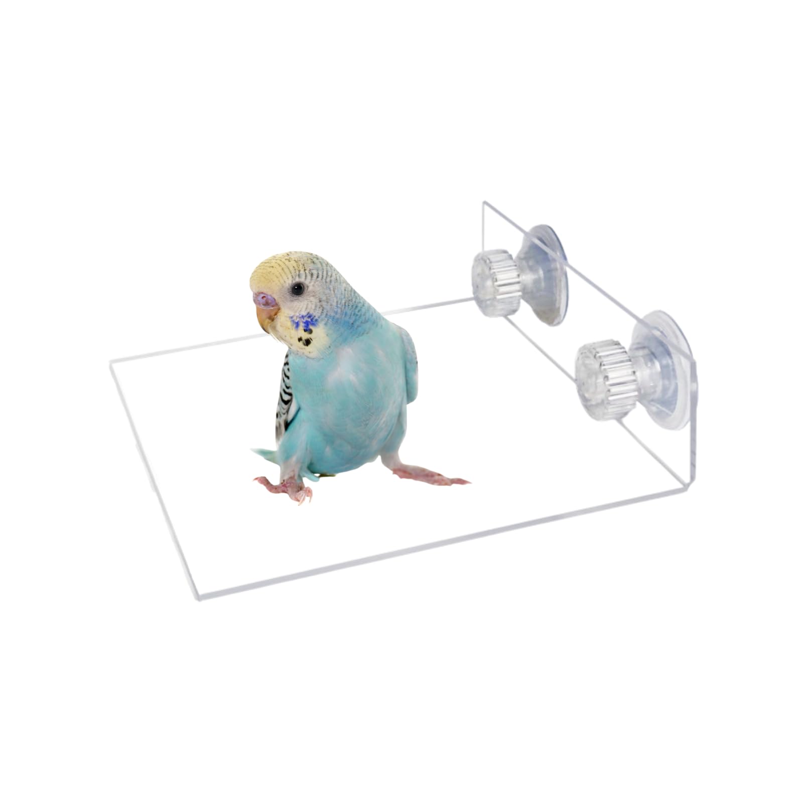 Bird Window/Bath/Car/Travel Perch Acrylic Platform with Suction Cup for Small and Medium Bird Parrot Parakeet Cockatiel Conure Budgie Lovebirds (B)