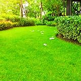 Zoysia Grass Seeds, 60000 Seed Count, Zoysia Seeds Lawngrass...