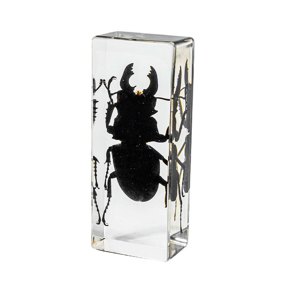 Taxidermy Lucanid in Resin Large Size 4.3” x 1.7”, Real Lucanid Specimen in Transparent Resin for Biology Science Education, Insects in Resin Gifts for Taxidermy Collector