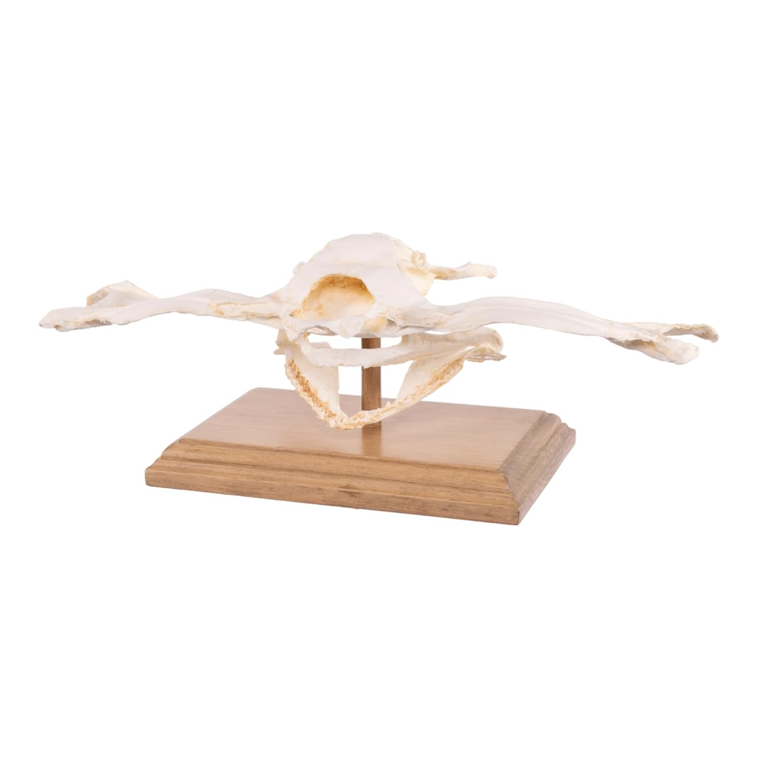 Skulls Unlimited Smooth Hammerhead Skull (Teaching Quality Replica)