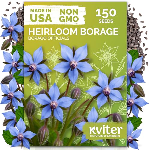 KVITER 150 Borage Seeds (Borago officinalis) - Blue Strawflower, Edible Flower for Teas, Attracts Pollinators - Organic & Heirloom Herb Seeds for Planting in Outdoor & Indoor Garden, Beds, Containers