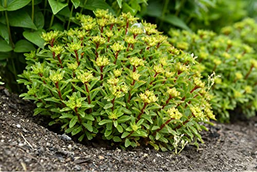 Proven Winners Bright Idea Stonecrop image