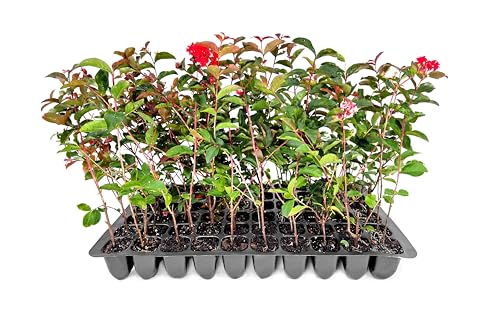 Crape Myrtle Red Rocket | 3 Live Plants | Vivid Scarlet Blooms, Ornamental Shrub for Vibrant Garden, Drought Tolerant, Low Maintenance, Ornamental, Fast Growing, Attracts Pollinators