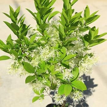 つばたこ 四季の山野草（アメリカヒトツバタゴ）