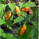 Generic Datil Hot Peppers (Orange) Seeds (45 Seeds)