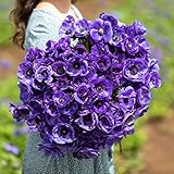 Eden Brothers Anemone Bulbs - De Caen Blue