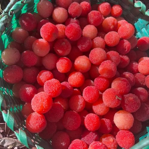 Semi di Myrica rubra,da giardino giardino decorativo,albero per giardino frutto colonnare resistente da appartamento,100pcs