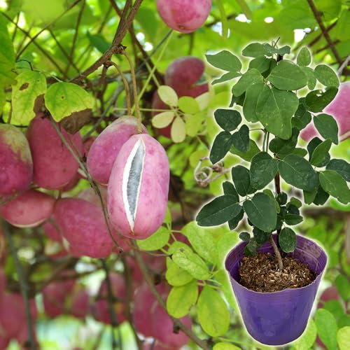 あけび 苗 バナナアケビ/紫アケビ 12cmポット苗 (バナナあけび)