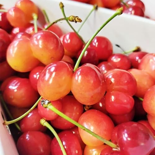 [先行予約]訳あり(双子果入り) さくらんぼ 佐藤錦 Lサイズ以上 1kg (500g×2パック) バラ詰 令和8年産 山形県産[2026年6月上旬頃〜下旬頃発送予定]※配送不可 沖縄・離島