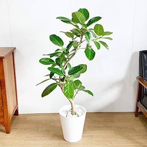 Amazon Co Jp フィカス ベンガレンシス 観葉植物 本物 ホワイトセラアート鉢 ベンガルゴムの木 ベンガル ベンガルゴム ゴムの木 インテリア 8号 大型 中型 ホーム キッチン