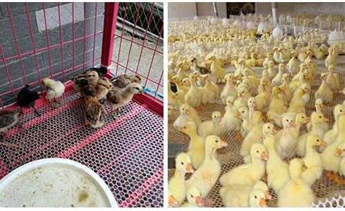 Miniatura 6 de TORIS Malla de alambre de pollo de plástico Malla hexagonal de plástico para aves de corral Valla de alambre de pollo de plástico extruido Red de