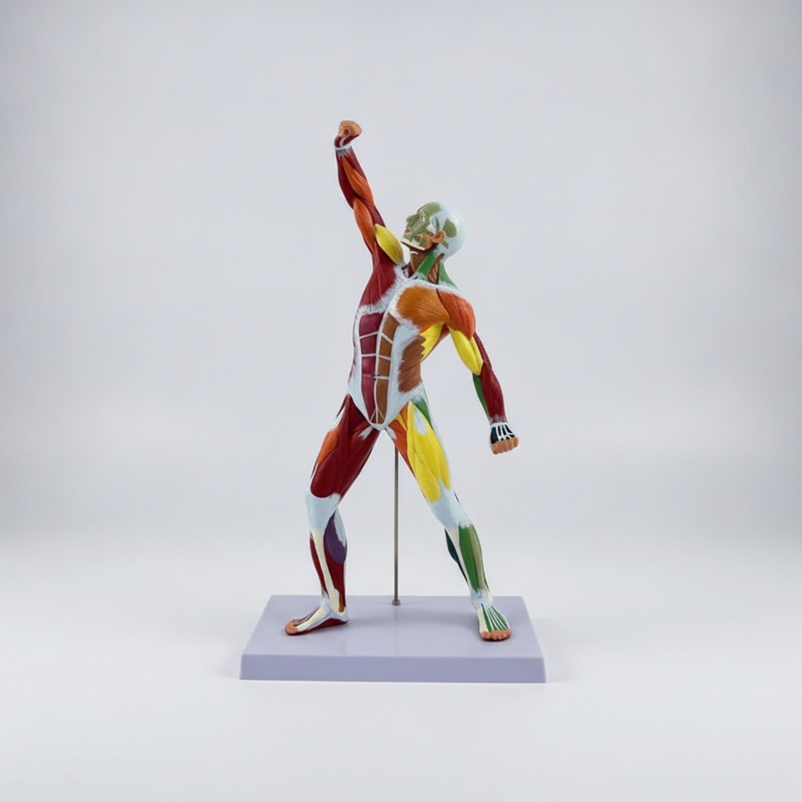 Modello Muscolare con Base Preciso , Modello Muscolare Umano Da 50 Cm