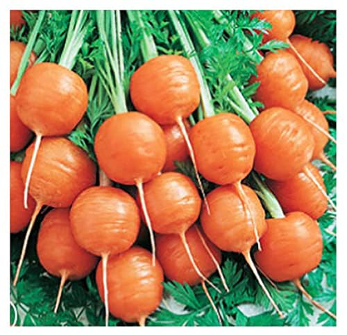 Round Baby Parisian Carrots Seeds - A Delicacy Prised by Gourmet Restaurants Delicious Carrot Vegetable Seeds - 1000 Seeds. Daucus carota subsp.sativus