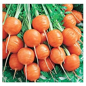 Round Parisian Carrots – A Delicacy Prised by Gourmet Restaurants – 900 Seeds