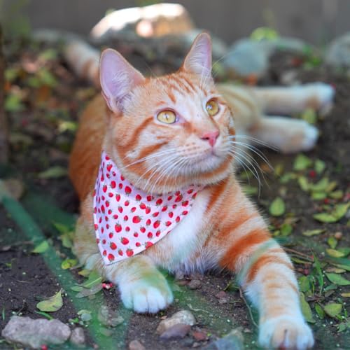 Collar de separación para gatos Ultra Joys con cascabel sonoro y hebilla de apertura rápida 4