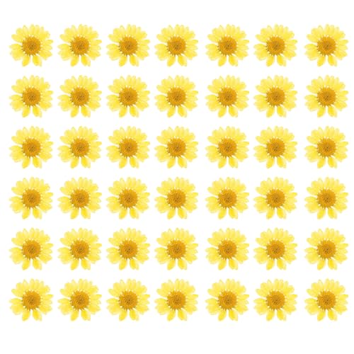 Flores Secas Pressed Natural 60pcs Para Manualidades miniatura 1