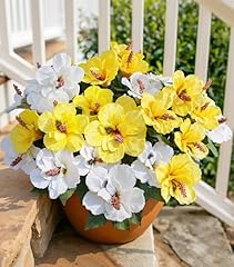 White & Yellow Hibiscus