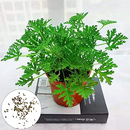 100 Stks/set Muggenwerende Zaden Smaakvolle Wintergroene Volle Zon Citronella Plant Zaden Voor Huis Tuin Planten Yard… - Image 7