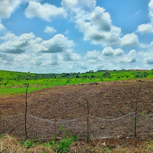1&ordf; Visita a Fazenda PIN&Aacute;CULO II - Kasseche - 11-2023 (PODCAST DPN)